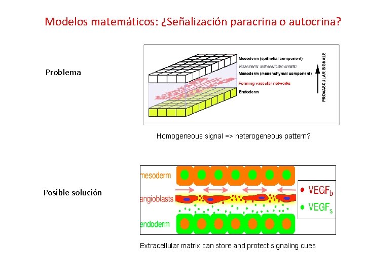 Modelos matemáticos: ¿Señalización paracrina o autocrina? Problema Homogeneous signal => heterogeneous pattern? Posible solución