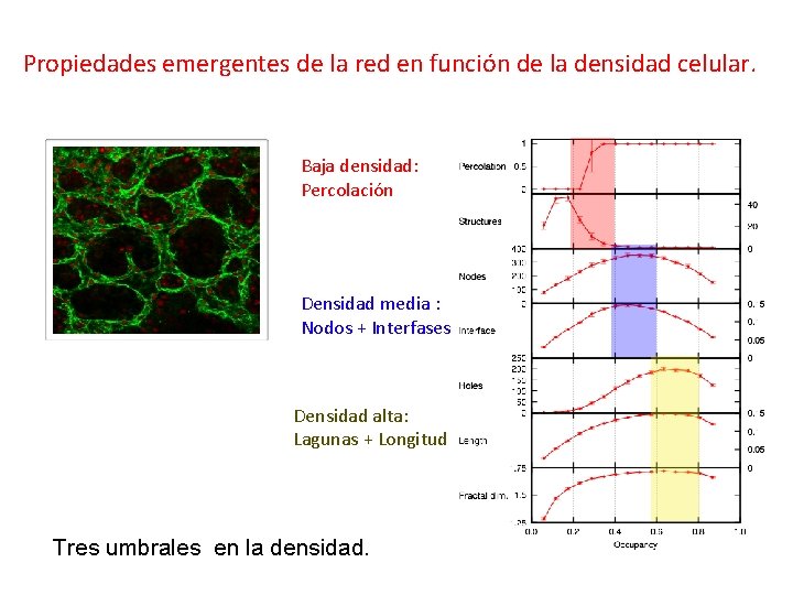 Propiedades emergentes de la red en función de la densidad celular. Baja densidad: Percolación