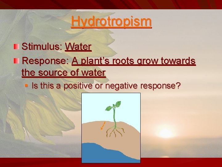 Hydrotropism Stimulus: Water Response: A plant’s roots grow towards the source of water §