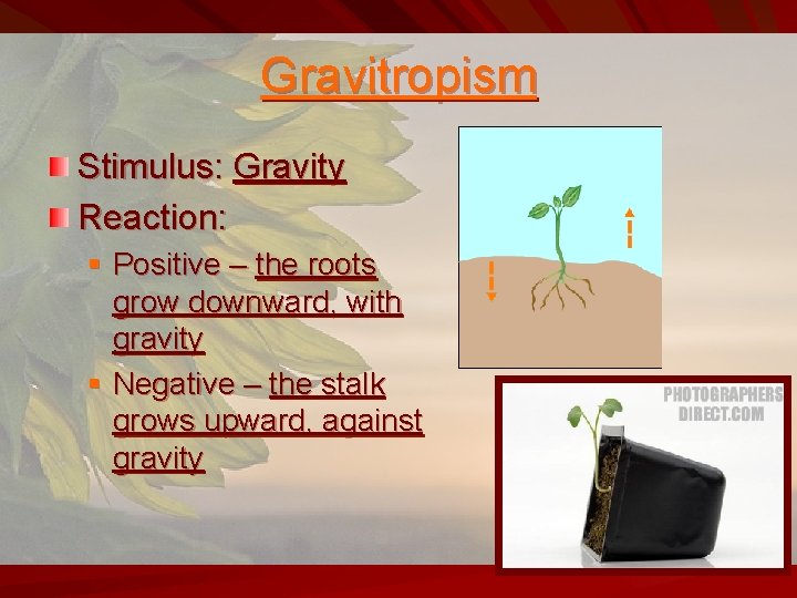 Gravitropism Stimulus: Gravity Reaction: § Positive – the roots grow downward, with gravity §