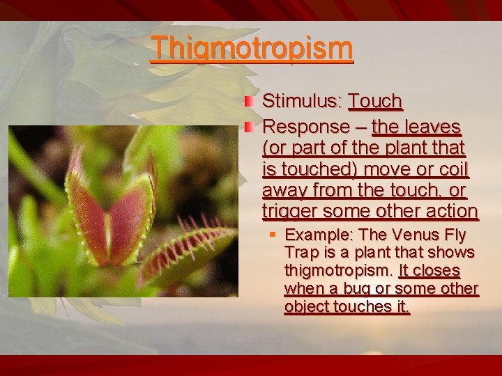 Thigmotropism Stimulus: Touch Response – the leaves (or part of the plant that is