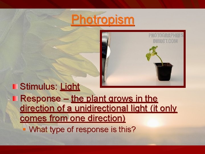 Photropism Stimulus: Light Response – the plant grows in the direction of a unidirectional