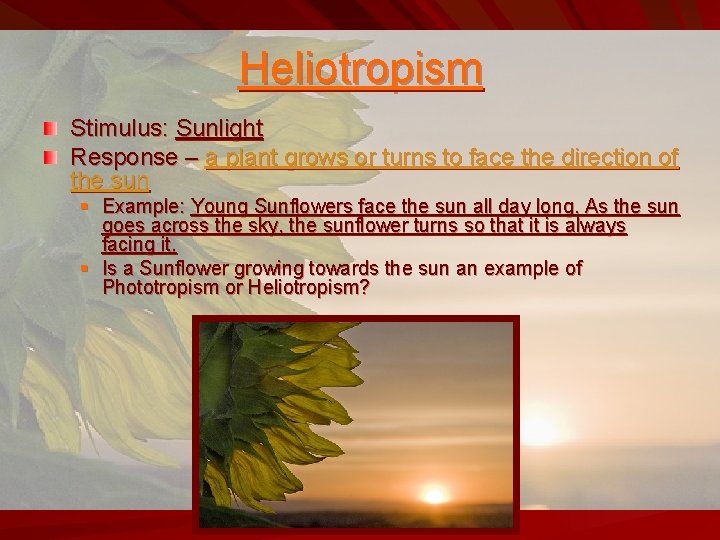 Heliotropism Stimulus: Sunlight Response – a plant grows or turns to face the direction
