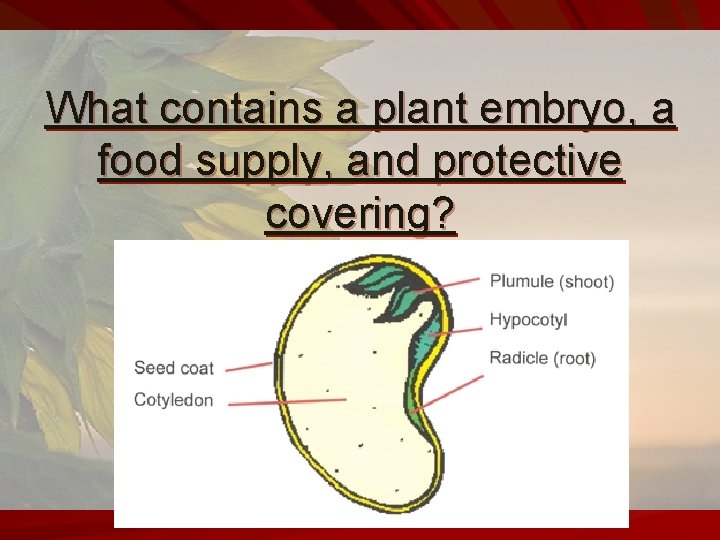What contains a plant embryo, a food supply, and protective covering? 