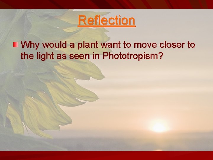 Reflection Why would a plant want to move closer to the light as seen