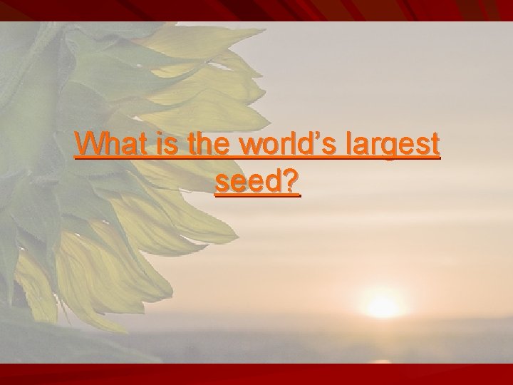 What is the world’s largest seed? 