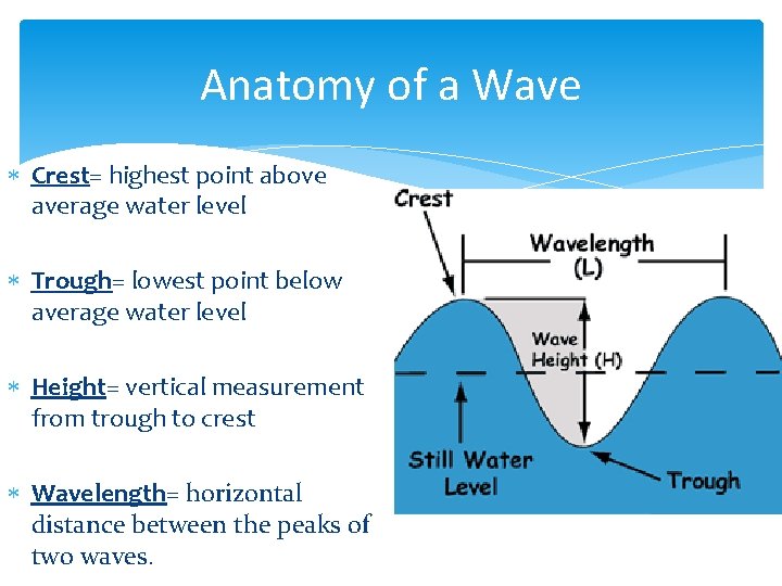 Anatomy of a Wave Crest= highest point above average water level Trough= lowest point
