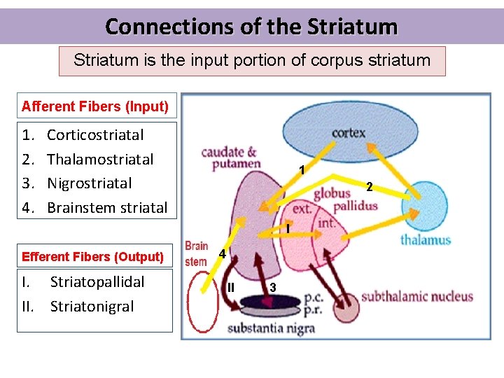 Connections of the Striatum is the input portion of corpus striatum Afferent Fibers (Input)