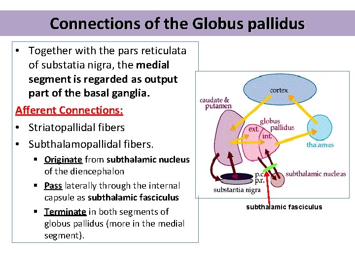 Connections of the Globus pallidus • Together with the pars reticulata of substatia nigra,