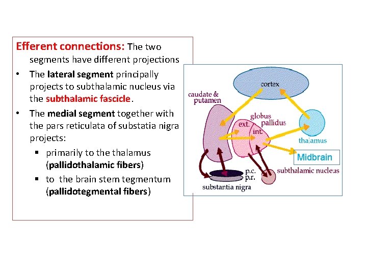 Efferent connections: The two segments have different projections • The lateral segment principally projects