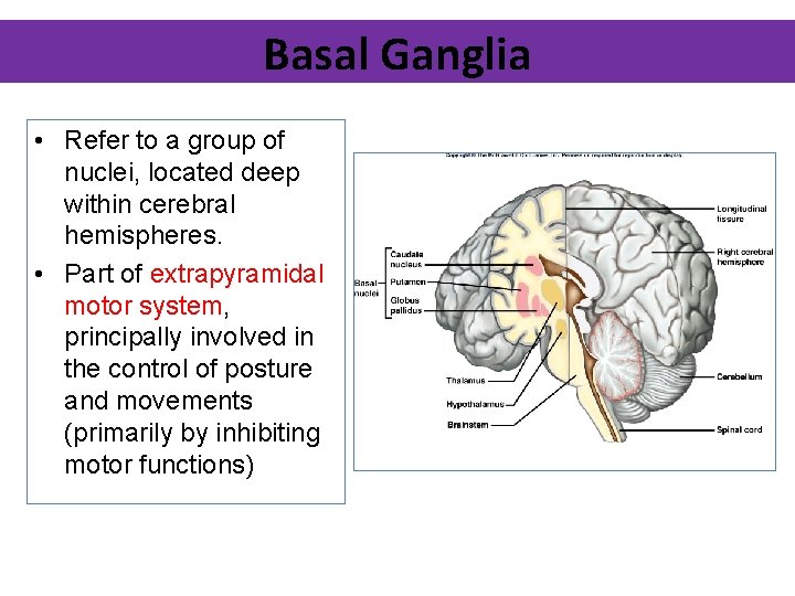 Basal Ganglia • Refer to a group of nuclei, located deep within cerebral hemispheres.