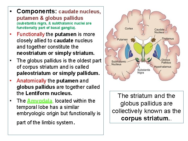  • Components: caudate nucleus, putamen & globus pallidus (substantia nigra, & subthalamic nuclei