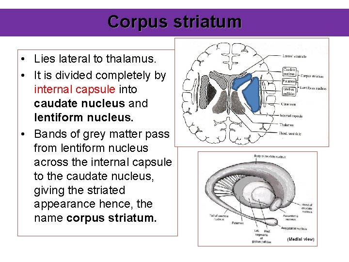 Corpus striatum • Lies lateral to thalamus. • It is divided completely by internal