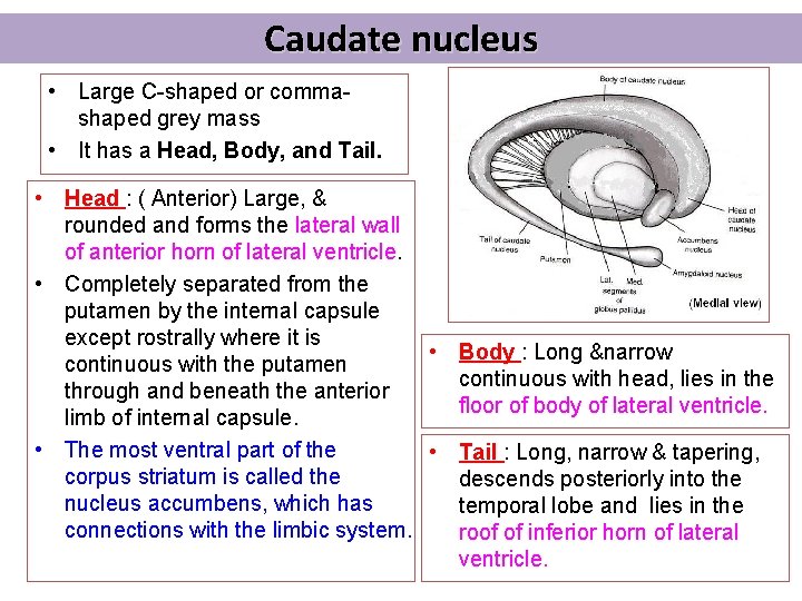 Caudate nucleus • Large C-shaped or commashaped grey mass • It has a Head,