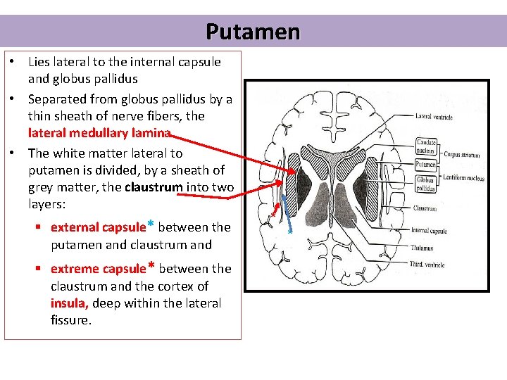 Putamen • Lies lateral to the internal capsule and globus pallidus • Separated from