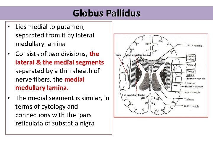 Globus Pallidus • Lies medial to putamen, separated from it by lateral medullary lamina