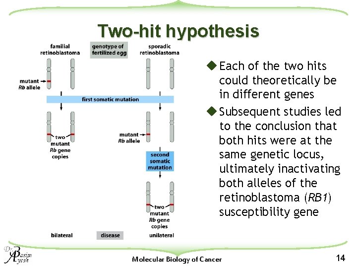 Two-hit hypothesis u Each of the two hits could theoretically be in different genes