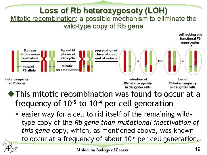 Loss of Rb heterozygosoty (LOH) Mitotic recombination: a possible mechanism to eliminate the wild-type