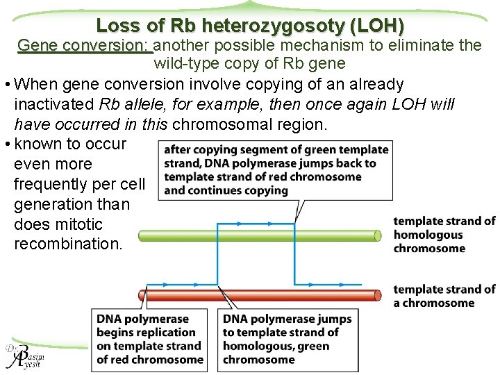 Loss of Rb heterozygosoty (LOH) Gene conversion: another possible mechanism to eliminate the wild-type