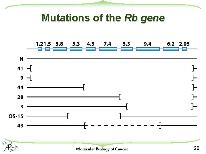 Mutations of the Rb gene Molecular Biology of Cancer 20 