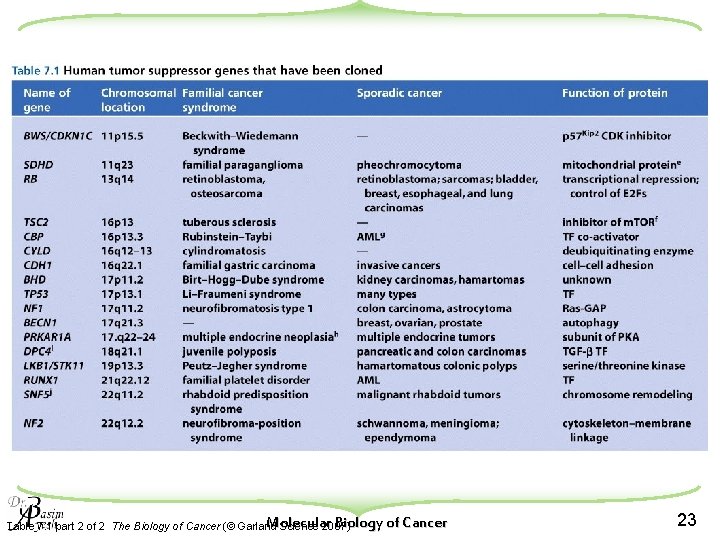 Molecular Biology of Cancer Table 7. 1 part 2 of 2 The Biology of