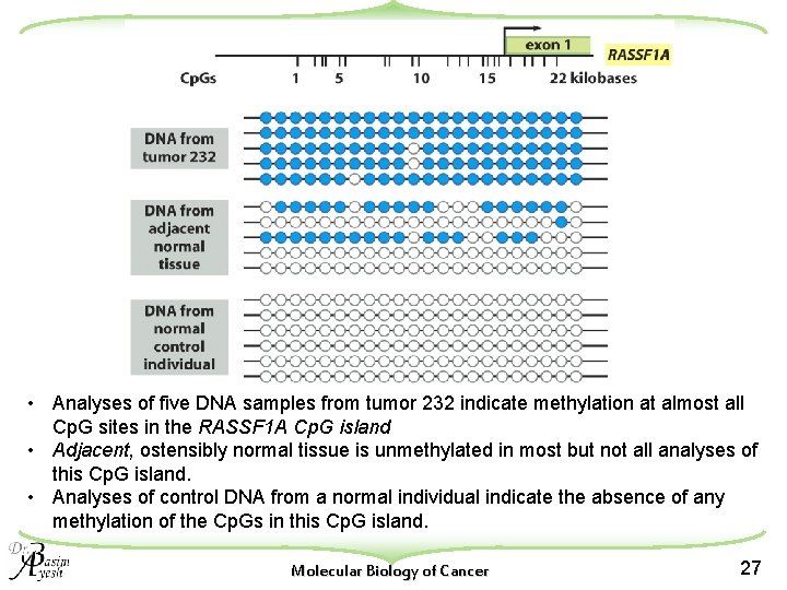  • Analyses of five DNA samples from tumor 232 indicate methylation at almost