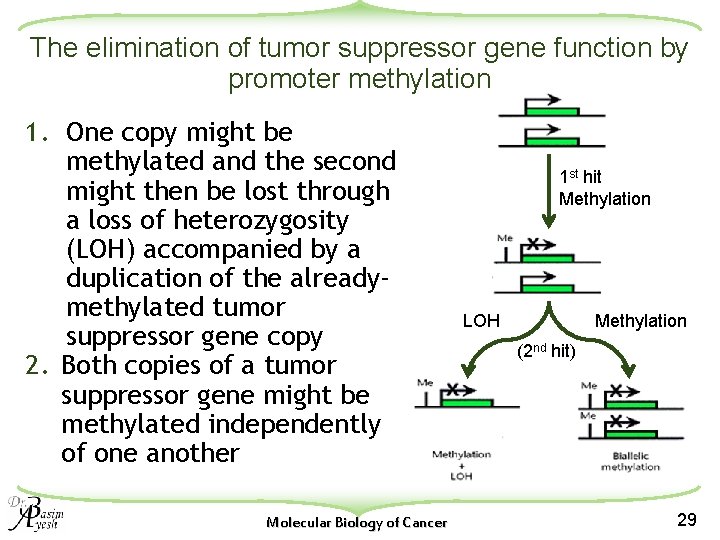 The elimination of tumor suppressor gene function by promoter methylation 1. One copy might