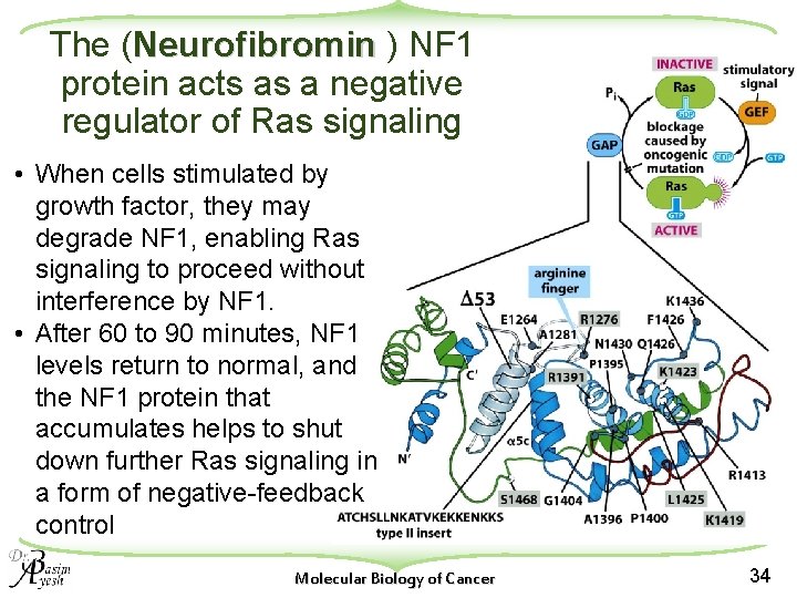The (Neurofibromin ) NF 1 protein acts as a negative regulator of Ras signaling