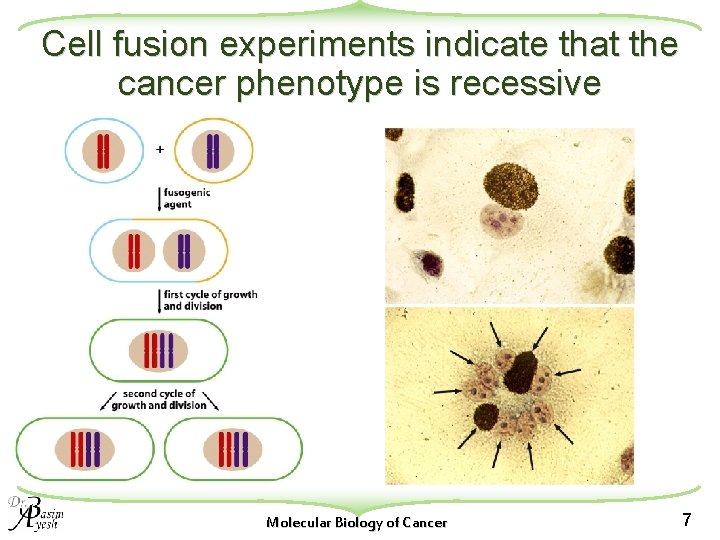 Cell fusion experiments indicate that the cancer phenotype is recessive Molecular Biology of Cancer