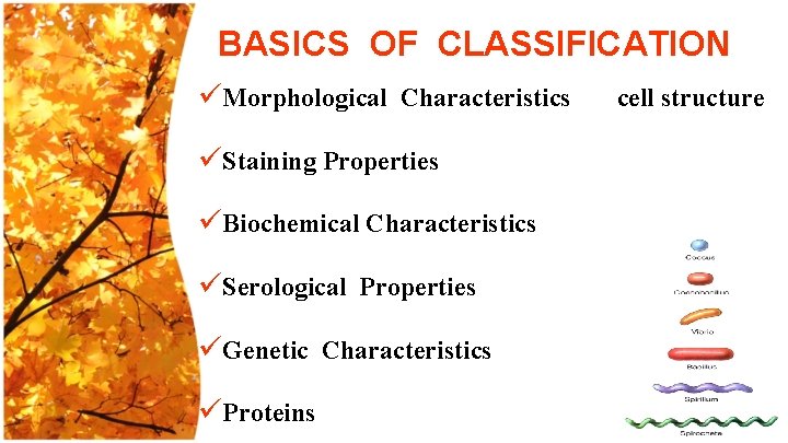 BASICS OF CLASSIFICATION üMorphological Characteristics üStaining Properties üBiochemical Characteristics üSerological Properties üGenetic Characteristics üProteins