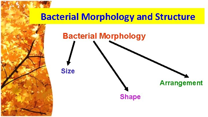 Bacterial Morphology and Structure Bacterial Morphology Size Arrangement Shape 