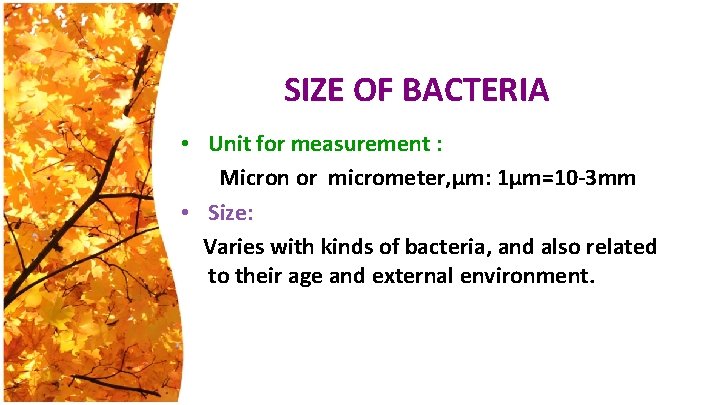 SIZE OF BACTERIA • Unit for measurement : Micron or micrometer, μm: 1μm=10 -3
