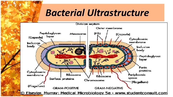 Bacterial Ultrastructure 