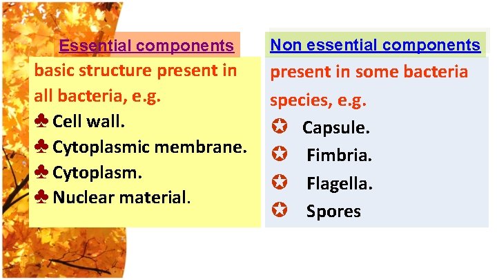 Essential components basic structure present in all bacteria, e. g. ♣ Cell wall. ♣