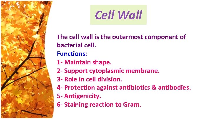 Cell Wall The cell wall is the outermost component of bacterial cell. Functions: 1