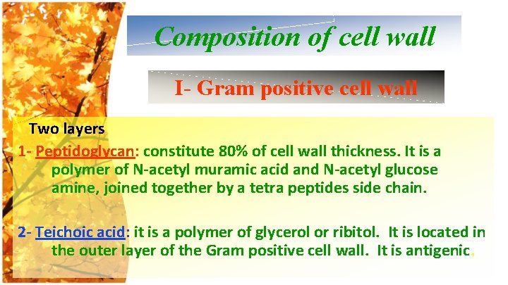 Composition of cell wall I- Gram positive cell wall Two layers 1 - Peptidoglycan: