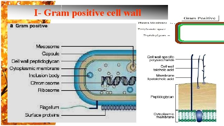 I- Gram positive cell wall 