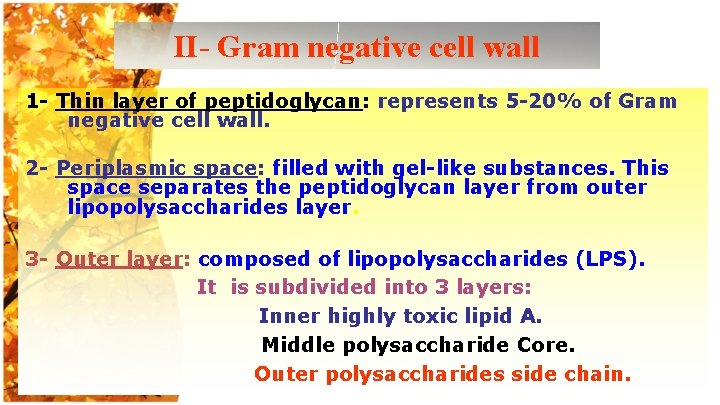 II- Gram negative cell wall 1 - Thin layer of peptidoglycan: represents 5 -20%