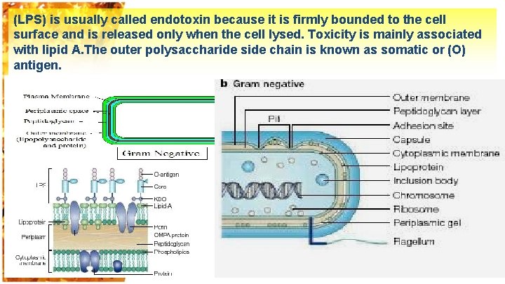 (LPS) is usually called endotoxin because it is firmly bounded to the cell surface