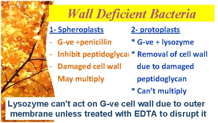 Wall Deficient Bacteria 1 - Spheroplasts 2 - protoplasts - G-ve +penicillin * G-ve