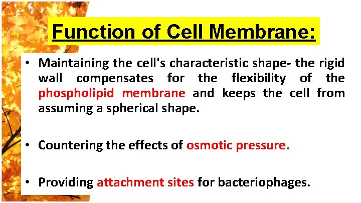 Function of Cell Membrane: • Maintaining the cell's characteristic shape- the rigid wall compensates