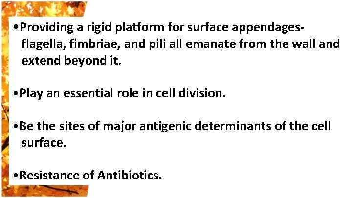  • Providing a rigid platform for surface appendages- flagella, fimbriae, and pili all