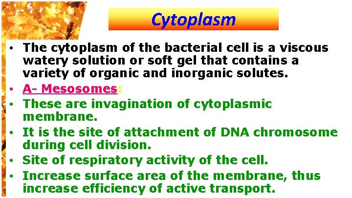Cytoplasm • The cytoplasm of the bacterial cell is a viscous watery solution or