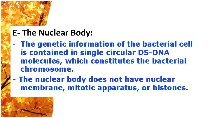 E- The Nuclear Body: - The genetic information of the bacterial cell is contained