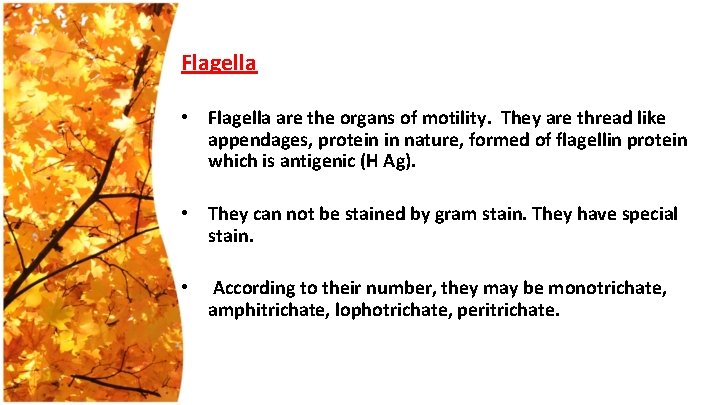 Flagella • Flagella are the organs of motility. They are thread like appendages, protein