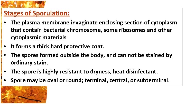 Stages of Sporulation: • The plasma membrane invaginate enclosing section of cytoplasm that contain