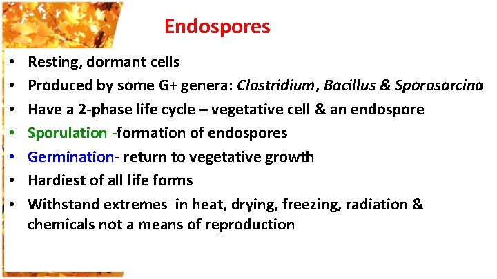 Endospores • • Resting, dormant cells Produced by some G+ genera: Clostridium, Bacillus &