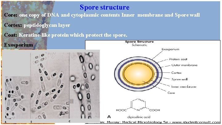 Spore structure Core: one copy of DNA and cytoplasmic contents Inner membrane and Spore