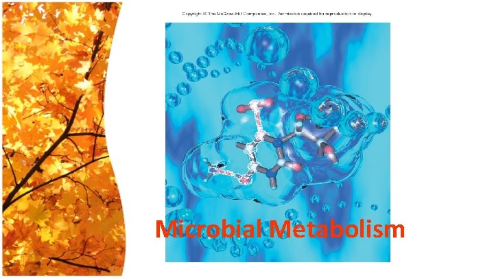 Microbial Metabolism 