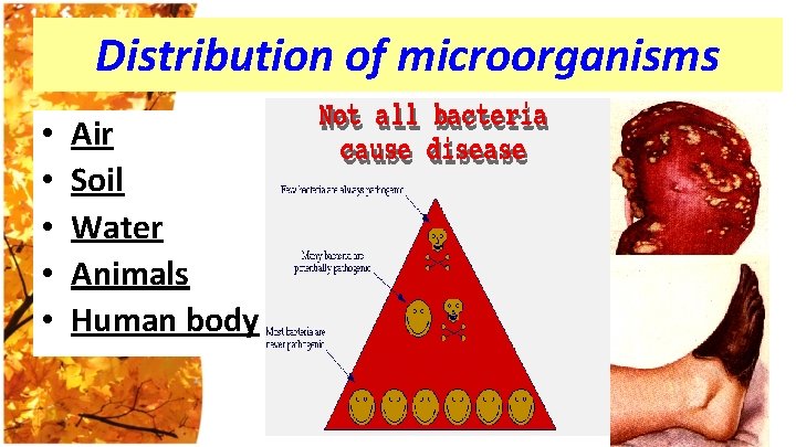 Distribution of microorganisms • • • Air Soil Water Animals Human body 